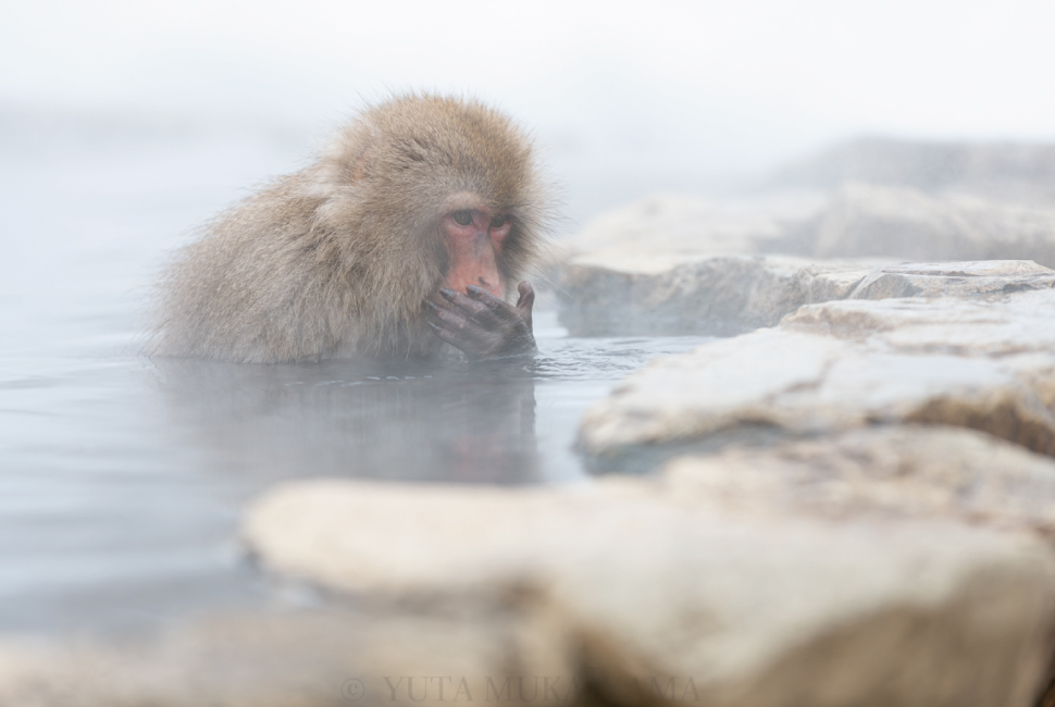 温泉に浸かるニホンザルを撮影しました | Creator's Blog |プロカメラマンが撮影テクニックを紹介