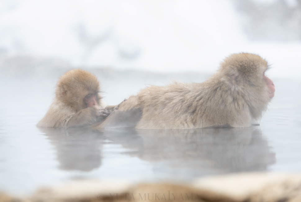 温泉に浸かるニホンザルを撮影しました | Creator's Blog |プロカメラマンが撮影テクニックを紹介