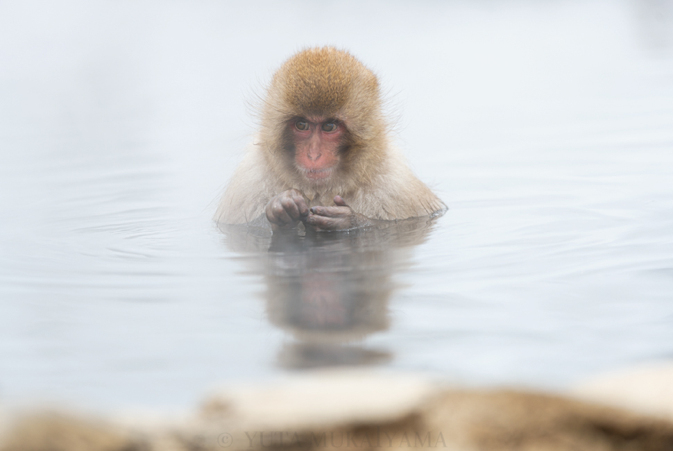 温泉に浸かるニホンザルを撮影しました | Creator's Blog |プロカメラマンが撮影テクニックを紹介